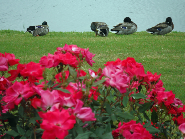 ducks and flowers